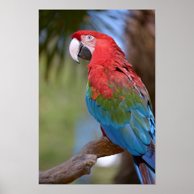 Closeup grönt winged macaw poster (Framsidan)