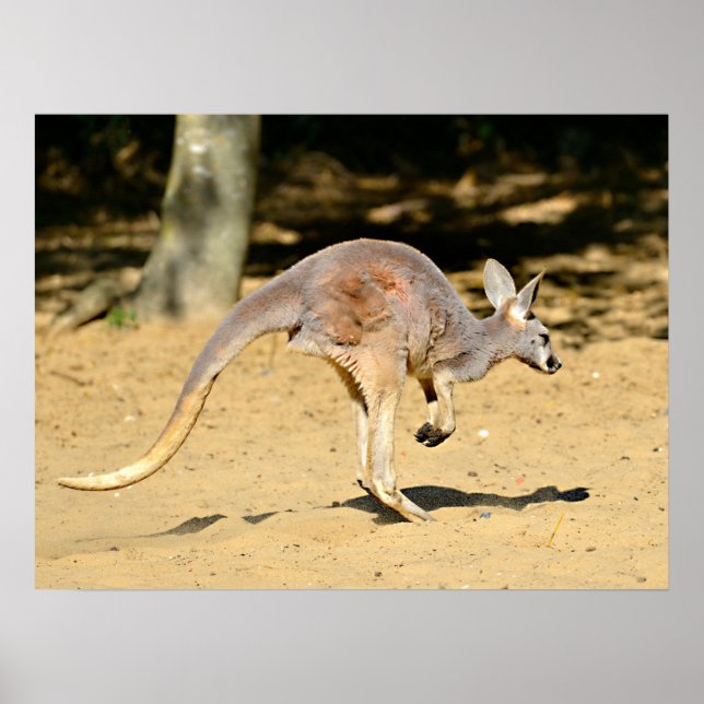 Closeup kangourou promenadvykort för helgdag poster (Framsidan)