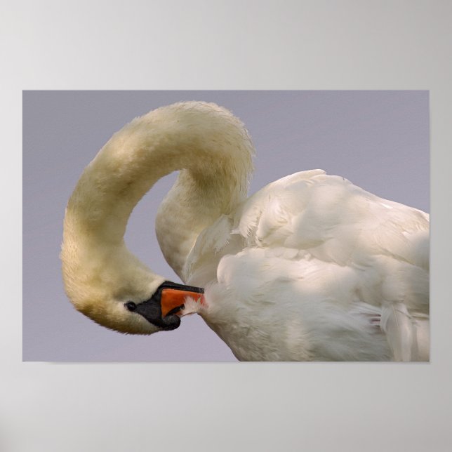 Closeup mute swan poster (Framsidan)