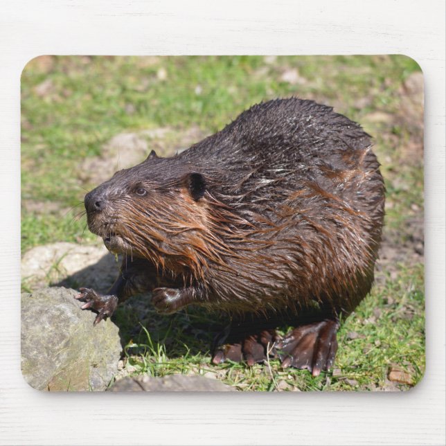 Closeup North American Beaver Musmatta (Framsidan)