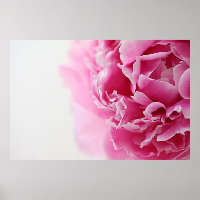 Closeup peony poster (Framsidan)