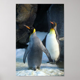 Closeup Photo of Two kung Penguins Poster