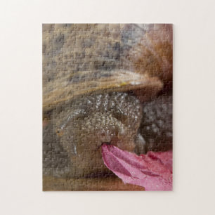 Closeup Snigel Eating Papper Bizarre Puzzle Pussel