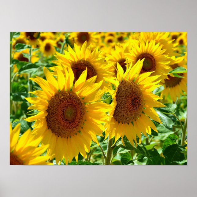 Closeup-solblommor i Frankrike Poster (Framsidan)