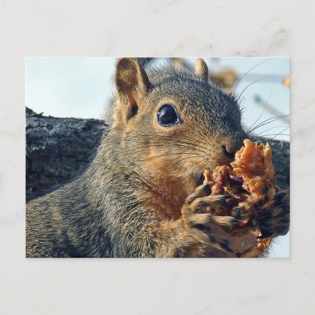 Closeup Yummy Vykort (Framsida)