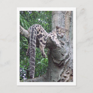 Cloud Leopard Postcard Vykort