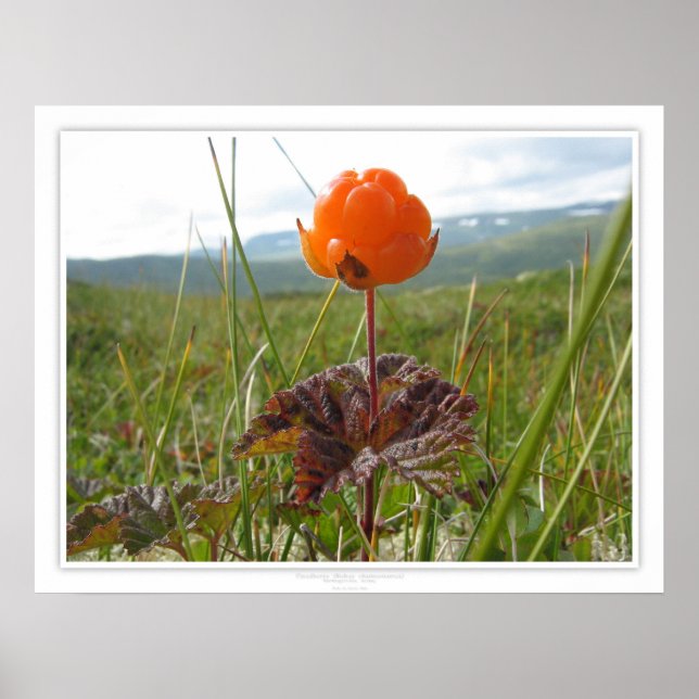 Cloudberry Poster (Framsidan)