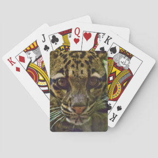 Clouded Leopard Casinokort