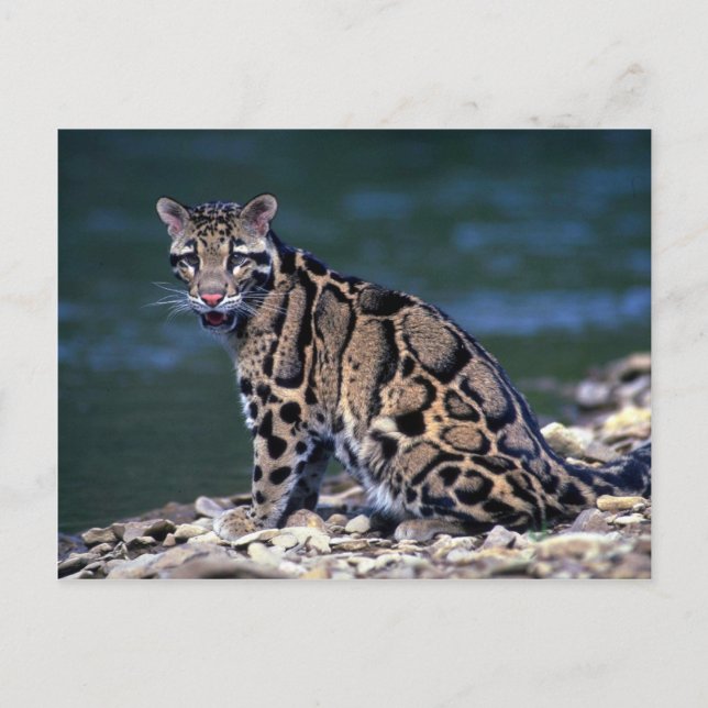 Clouded Leopard-öga-kontakt Vykort (Framsida)