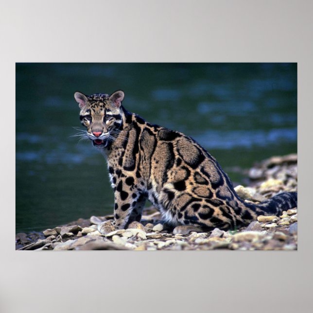 Clouded Leopard-öga Poster (Framsidan)
