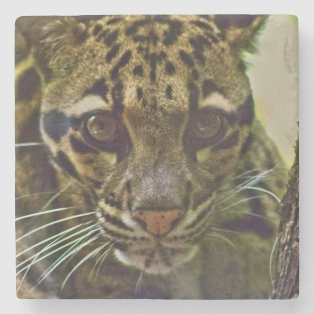 Clouded Leopard Stenunderlägg (Framsidan)