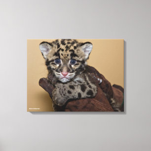 Clouded Leopard Unge Canvastryck