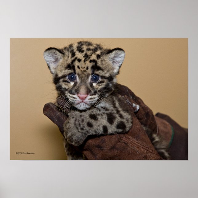 Clouded Leopard Unge Poster (Framsidan)