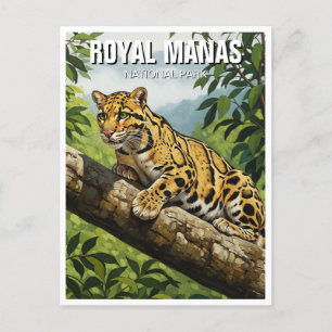 Clouded Leopard vid Royalet Manas nationalpark Vykort