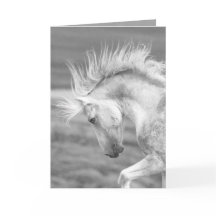 Cloud's Pride Vild Horse Greeting Card