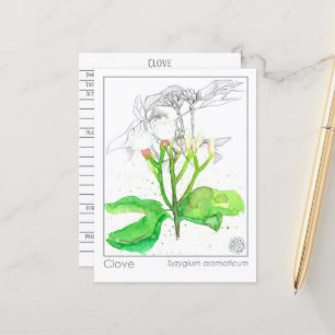 Clove Spice Materia Medica Monograph Herbal Vykort