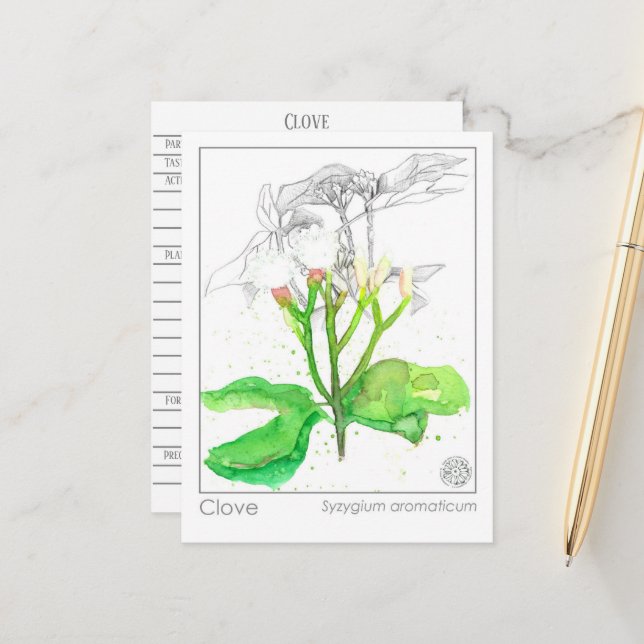 Clove Spice Materia Medica Monograph Herbal Vykort (Fram/Back In Situ)