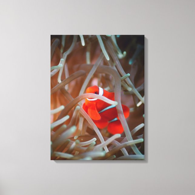 Clown anemonefish 2 canvastryck (Framsida)
