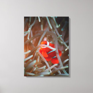 Clown anemonefish 2 canvastryck