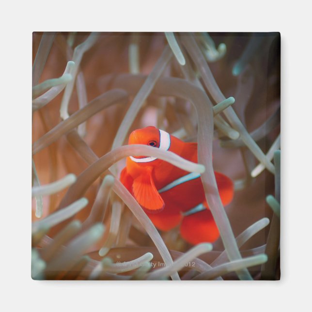 Clown anemonefish 2 magnet (Framsidan)