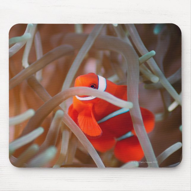 Clown anemonefish 2 musmatta (Framsidan)