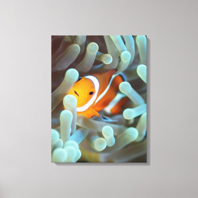Clown anemonefish 3 canvastryck (Framsida)