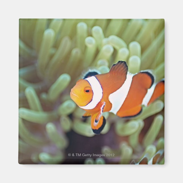 Clown anemonefish 4 magnet (Framsidan)