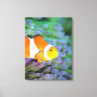 Clown anemonefish canvastryck