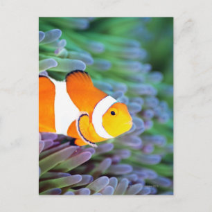 Clown anemonefish vykort