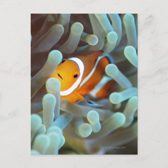 Clown Anemonefish Vykort (Framsida)