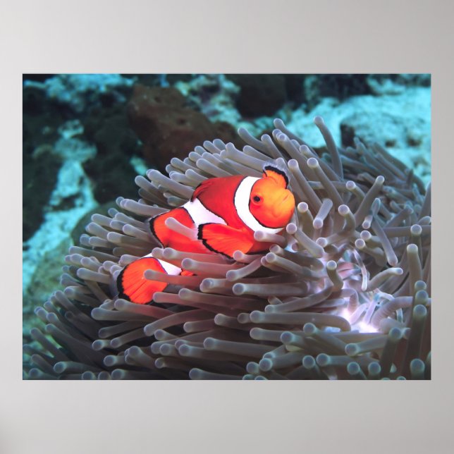 Clown Anenomefish Poster (Framsidan)