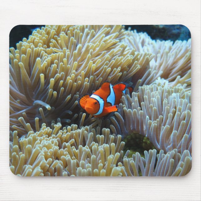 Clown Fish in a Coral Reef Musmatta (Framsidan)