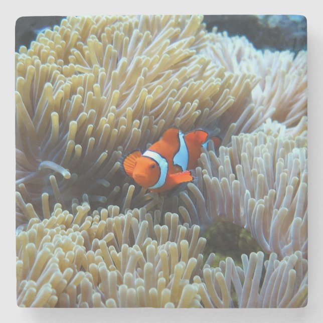Clown Fish in a Coral Reef Stenunderlägg (Framsidan)