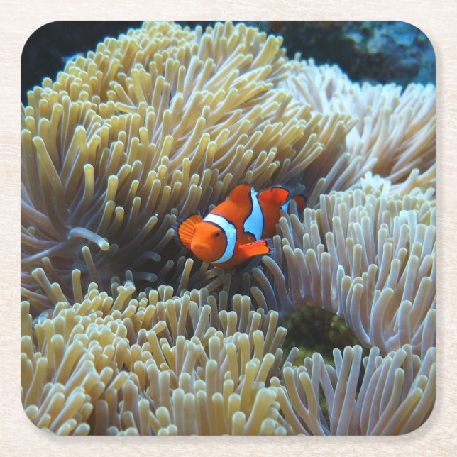Clown Fish in a Coral Reef Underlägg Papper Kvadrat (Framsidan)