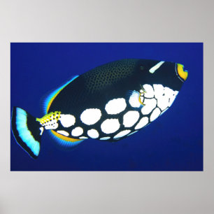 Clown Trigger in the Blue Poster