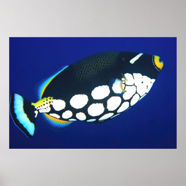 Clown Trigger in the Blue Poster (Framsidan)