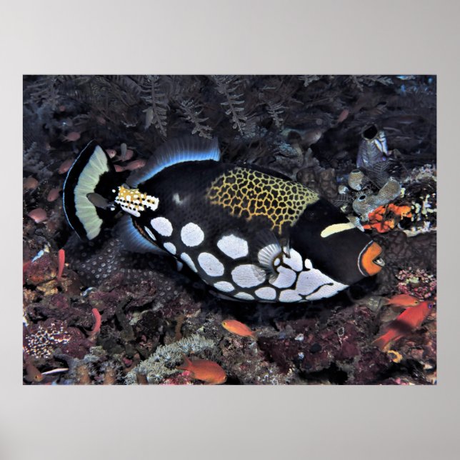 Clown Triggerfish Raja Ampat Poster (Framsidan)