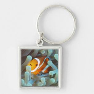 Clownanemonefish 3 fyrkantig silverfärgad nyckelring