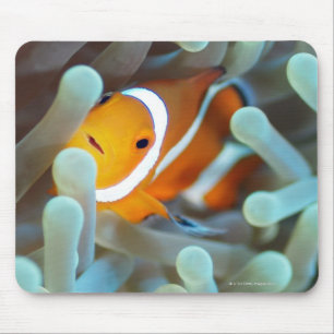 Clownanemonefish 3 musmatta