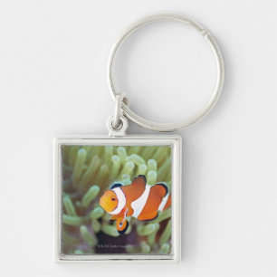 Clownanemonefish 4 fyrkantig silverfärgad nyckelring