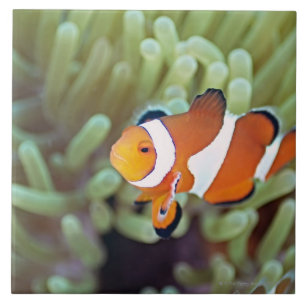 Clownanemonefish 4 kakelplatta