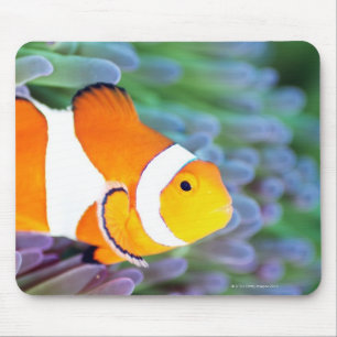 Clownanemonefish Musmatta