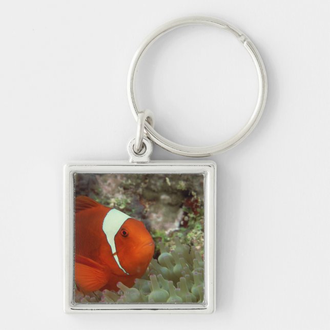 Clownfish 2 fyrkantig silverfärgad nyckelring (Framsidan)
