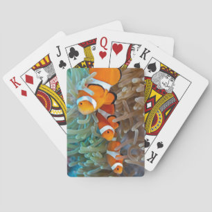 Clownfish Casinokort