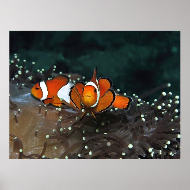 Clownfish Duo Poster (Framsidan)