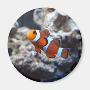 Clownfish fotografimagnet magnet