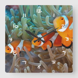Clownfish Fyrkantig Klocka