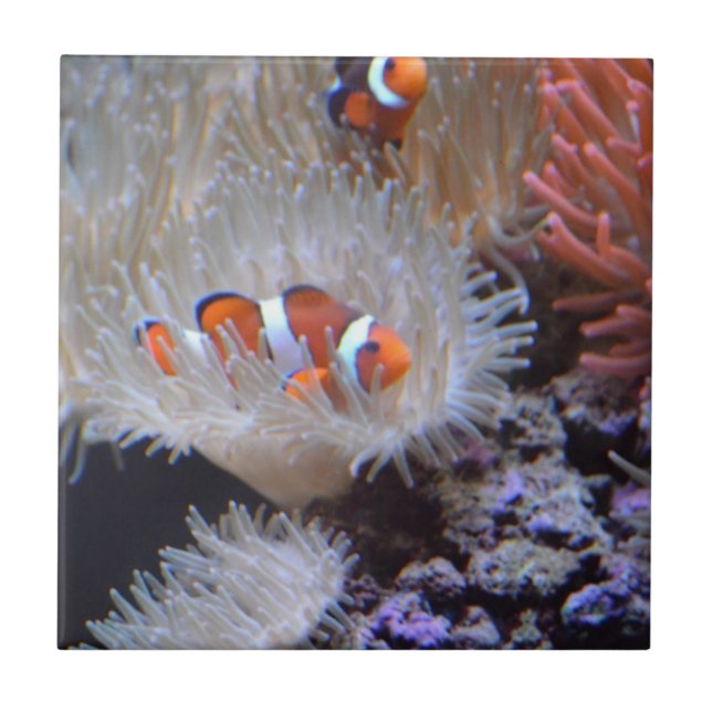 Clownfish Kakelplatta (Framsidan)