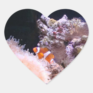 Clownfish klistermärke