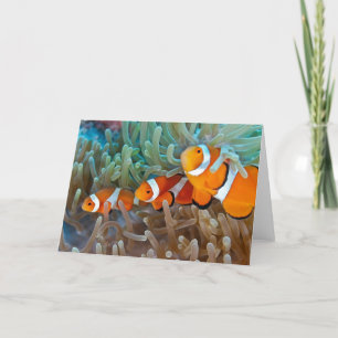 Clownfish Kort